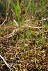 Anthoxanthum arcticum