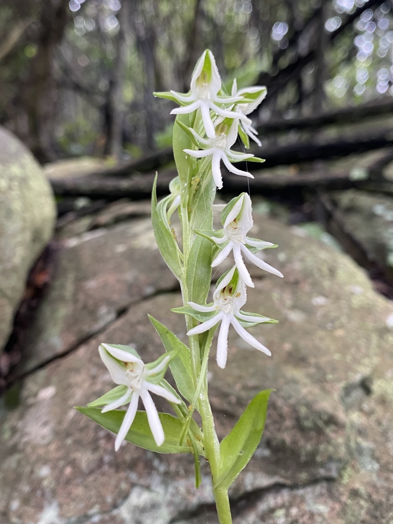 Habenaria barbertoni