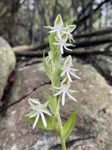 Barberton Ghost Orchid (Habenaria barbertoni)