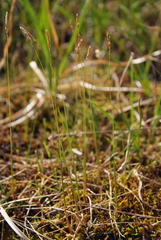 Anthoxanthum arcticum