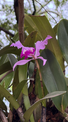 Warszewicz’s Cattleya (Cattleya warscewiczii)
