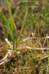 Anthoxanthum arcticum