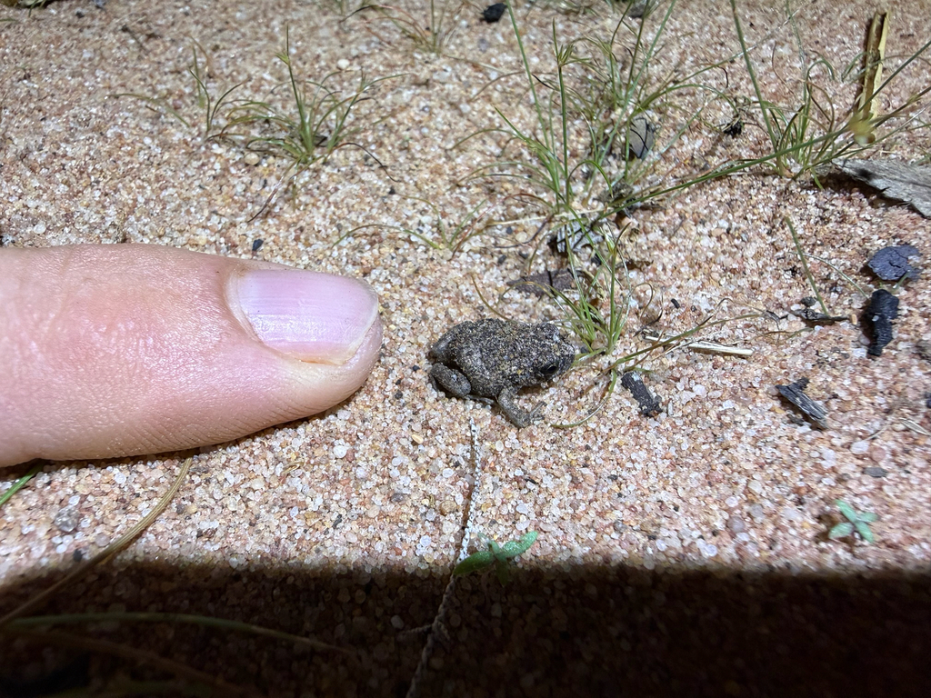 Typical Toadlets in February 2026 by Kjell Hensen · iNaturalist