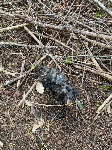 iNaturalist observation photo of Western Moles