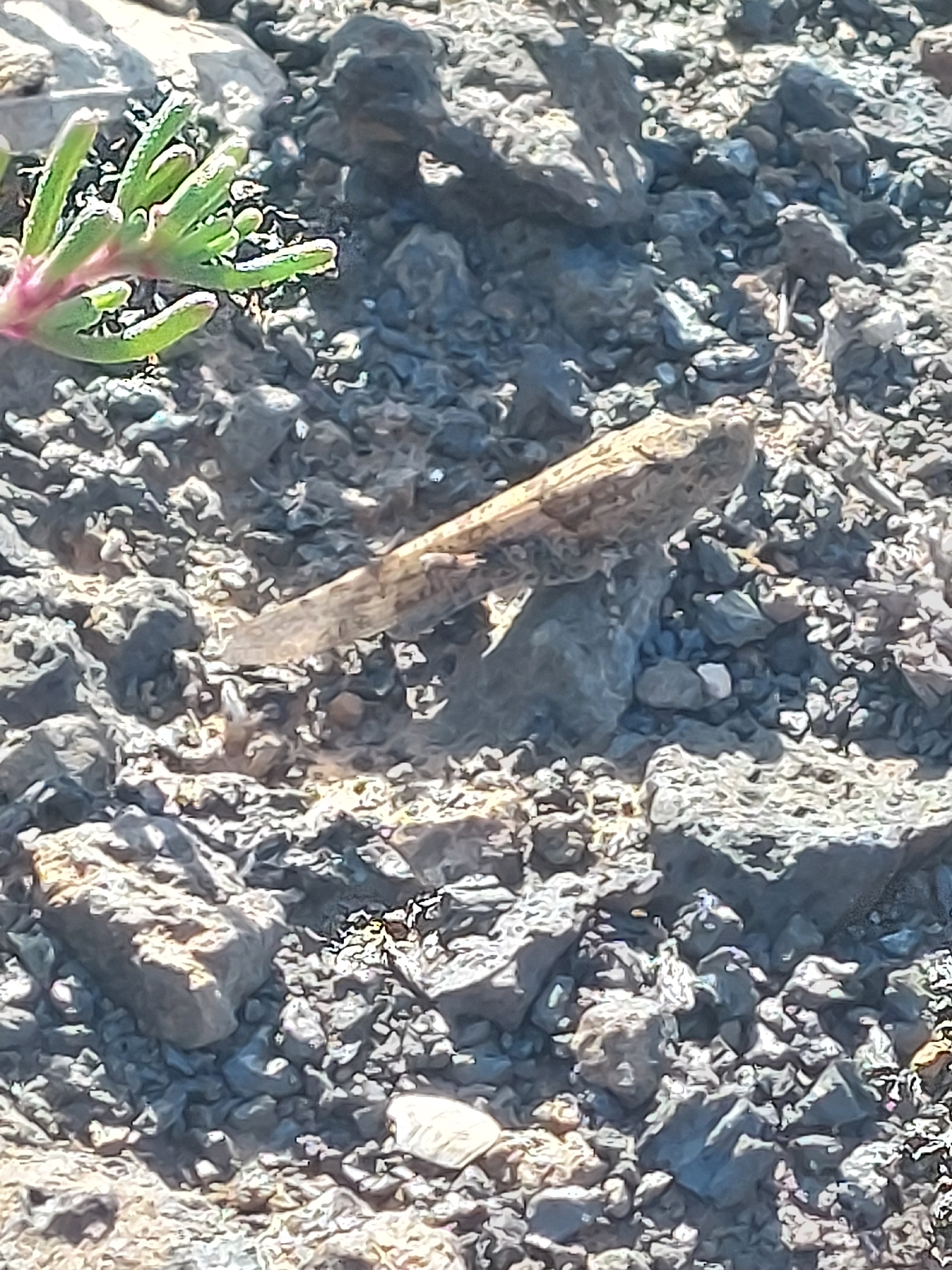 Sphingonotus rubescens