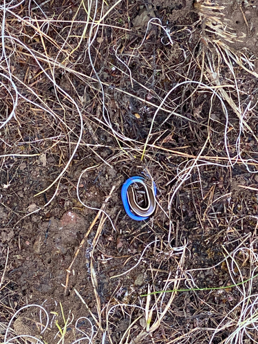 iNaturalist observation photo of Western Skink