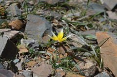 Tulipa turkestanica