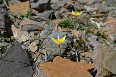 Tulipa turkestanica