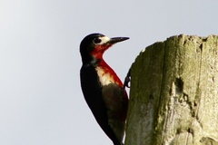 Melanerpes portoricensis