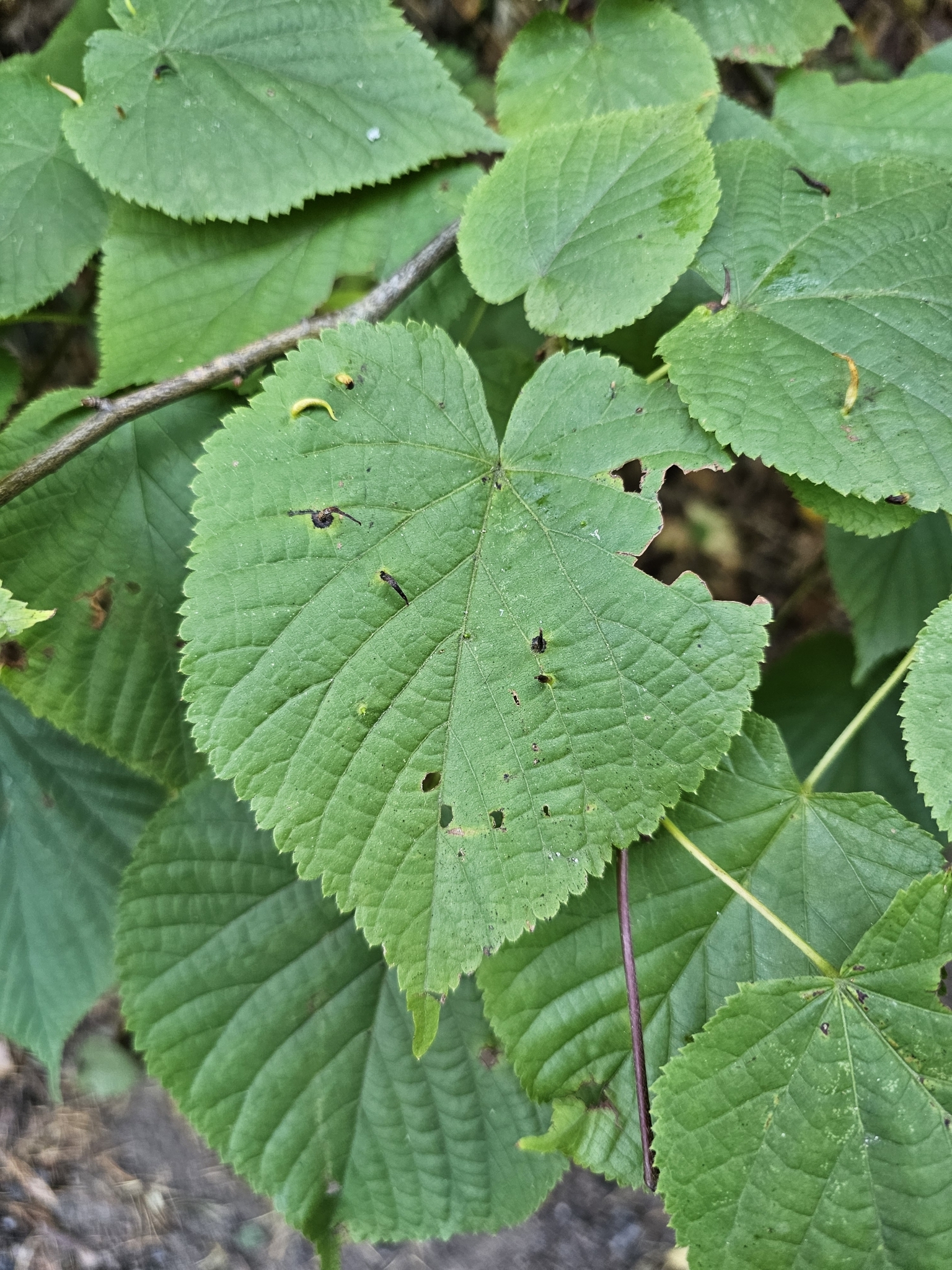 Bigleaf Linden (Tilia platyphyllos)