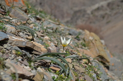 Tulipa turkestanica