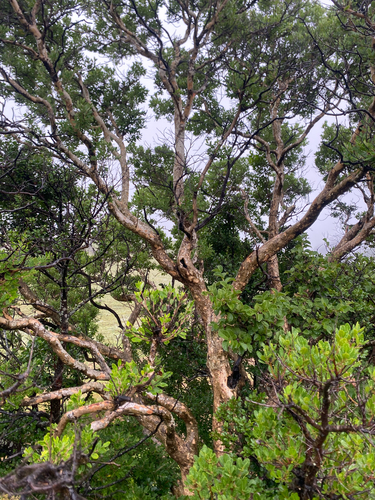Mountain Hardpear (Olinia emarginata)