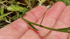 Wahlenbergia albomarginata
