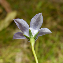 Wahlenbergia albomarginata