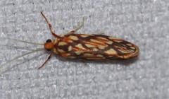 Lactura panopsia
