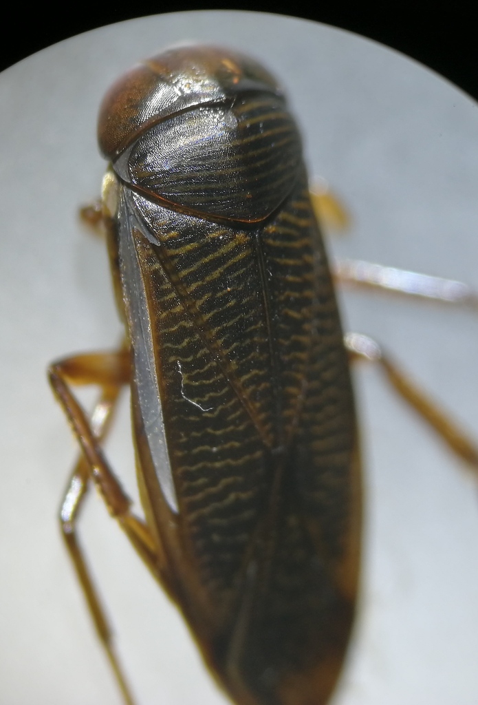 Water Boatmen from Powiat sejneński, Polska on May 25, 2025 at 10:43 AM ...