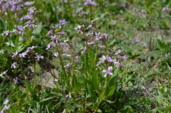 Chorispora tenella