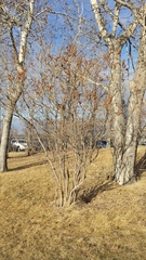 Syringa hyacinthiflora