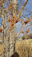 Syringa hyacinthiflora