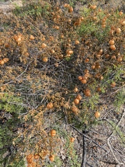 Cardiospermum corindum