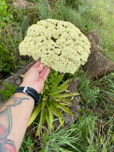 Crassula acinaciformis