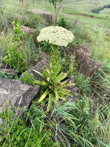 Crassula acinaciformis