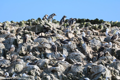 Spheniscus humboldti