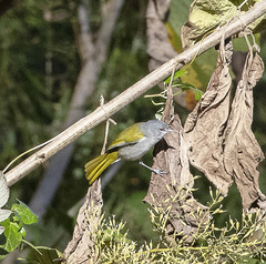 Microligea palustris