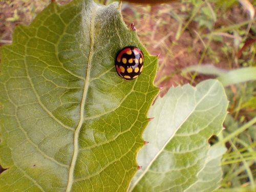 Sulfurous Lady Beetle