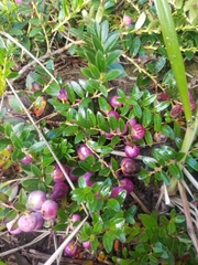 Disterigma alaternoides