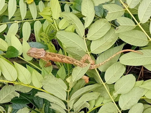 Flap-necked Chameleon