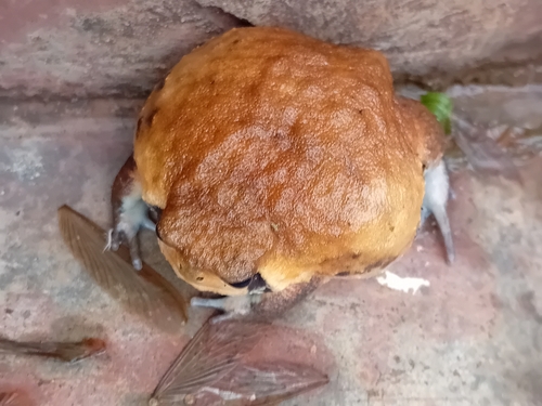 Mozambique Rain Frog