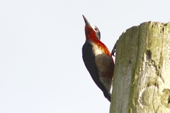 Melanerpes portoricensis