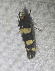 Limnaecia polycydista