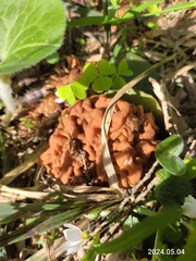 Snow morel (Gyromitra gigas)