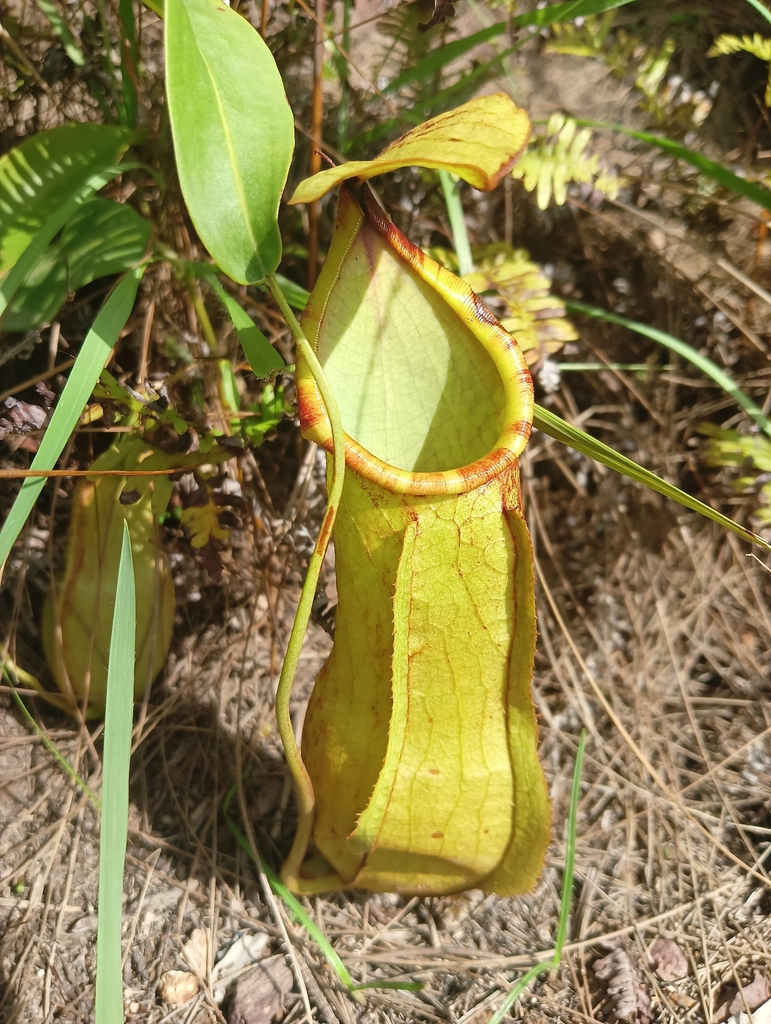 Nepenthes abalata Jebb & Cheek 2