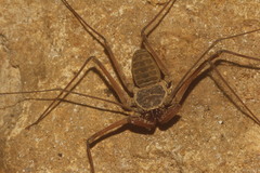 Paraphrynus raptator