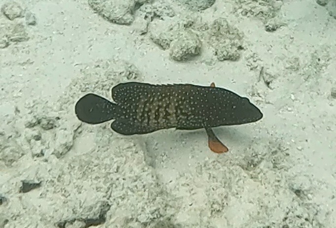 Bluespot Cod