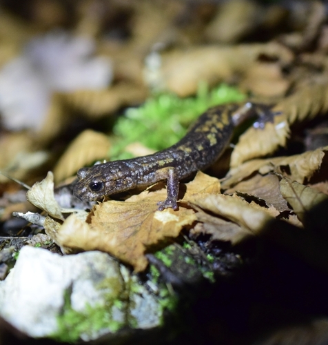 Italian Cave Salamander, Polino, 05030 Polino TR, Italia, photo 7 of 10