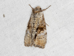 Epicyrtica leucostigma