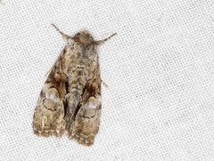 Epicyrtica leucostigma