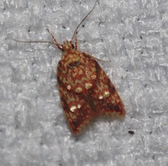 Lophopepla igniferella