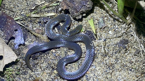 Yellow-bellied Reed Snake