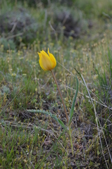 Tulipa kolpakowskiana