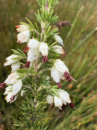 Sharpleaf Heath (Erica desmantha)