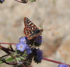 Euphydryas chalcedona corralensis