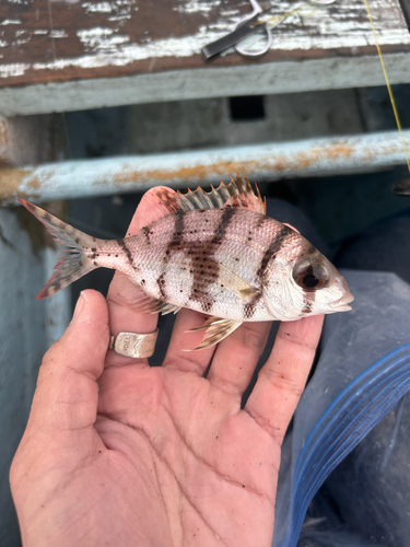 Emperor (Gymnocranius elongatus) — Lethrinidae