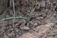 Gagea chomutovae
