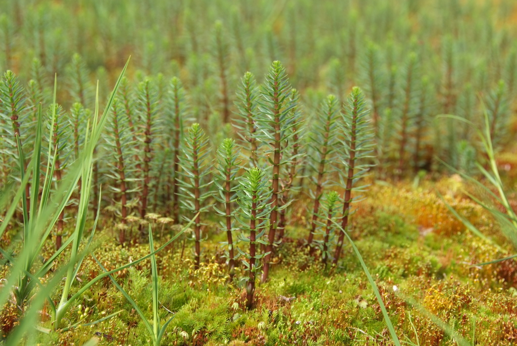Mare's-Tails