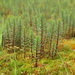 Mare's-Tails - Photo (c) Игорь Поспелов, some rights reserved (CC BY-NC), uploaded by Игорь Поспелов